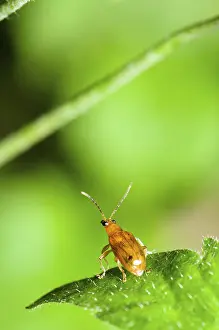 Close up Cucurbit Beetle or Aulacophora Indica on a green leaf is preparing to soar forward