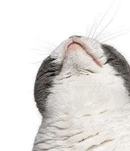 Close up of a curious Scottish Fold cat gazing upwards against a clean white backdrop