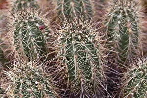 Close up of Engelmann's Hedgehog Cactus (Echinocereus engelmannii)