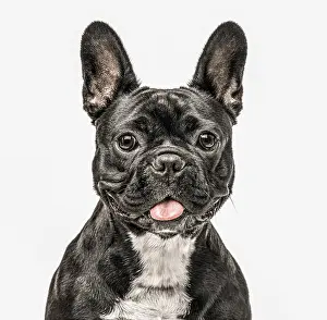 Close up of a French Bulldog looking at the camera isolated on white