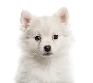 Close up of a German Spitz puppy looking at the camera isolated on white (2 months old)