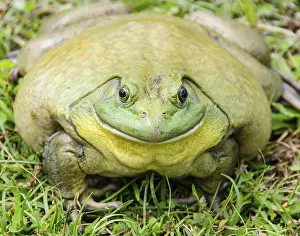 Framed Print : Close up of giant African bullfrog resting on green grass with a wide
