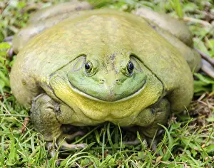 Close up of giant African bullfrog resting on green grass with a wide