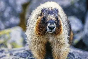 Close up at an Hoary marmot (Marmota caligata) in the rocky mountains