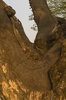 Close up of large 630 year old tree that has been repaired using tar to keep the trunk