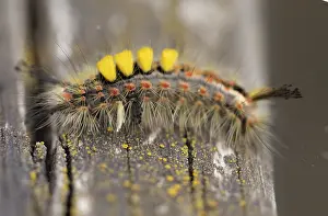 Close up macro shot of Vapourer moth caterpillar