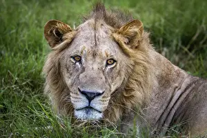Close up of a male Lion in the Okavango Delta