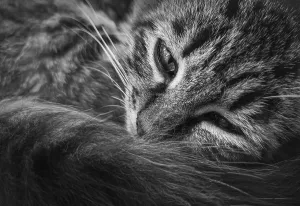 Close up marvelous black and white portrait of a moody kitten