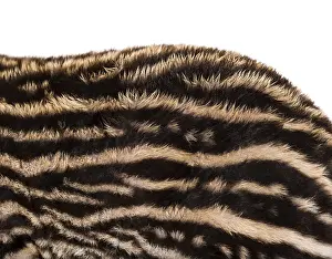 Close up of Month old Brazilian tapir's fur in front of white background<br> Close up of Month old Brazilian tapir's