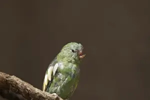 Close up of a parrot with an injured and missing top part of the beak