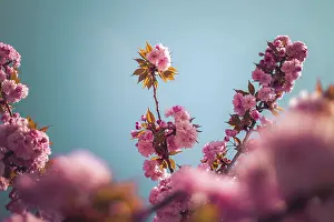 Close up picture of pink blooming cherry blossoms