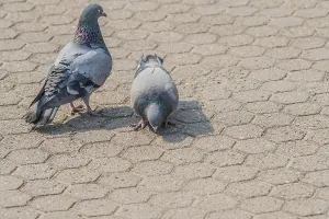 Close up of two pigeons looking for food on on the concrete ground of a park in Seoul