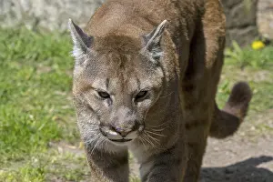Close up portrait of cougar, puma