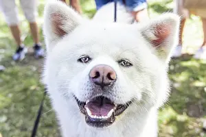 Close up portrait of a soft and fluffy white Akita Inu dog with head filling the frame