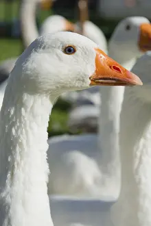 Close portrait white goose