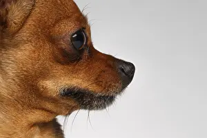 Close up profile Brown Toy Terrier on White Background