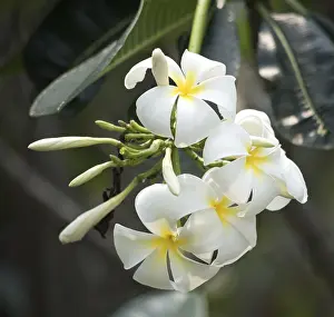 Close up shot of plumeria flowers