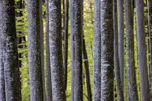 Close to tree trunks in a green and quiet forest