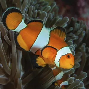 Close-up of anemonefish ocellaris clownfish (Amphiprion ocellaris) Nemo