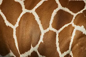 Close-up of the animal fur of a Reticulated giraffe (Giraffa camelopardalis reticulata)