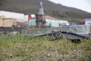 Close-up of an Arctic fox on Spitsbergen (Vulpes lagopus)
