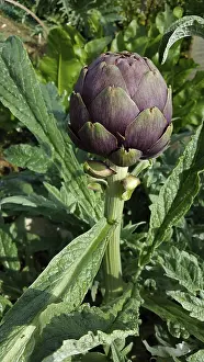 Close-up of artichoke (Cynara cardunculus subsp)