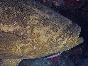 Category Coral Reefs DE Prints: Close-up of atlantic goliath grouper (Epinephelus itajara) at night