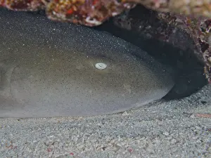 Category Coral Reefs DE Prints: Close-up of Atlantic nurse shark (Ginglymostoma cirratum)