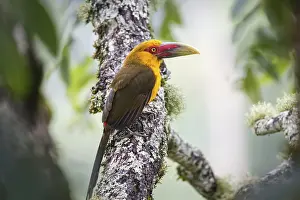 Close-up of a beautiful Saffron toucanet perched on a tree branch against defocused natural background