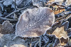 Close-up of a beech leaf (Fagus) covered with frost and ice crystals on the ground of a winter forest