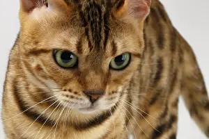 Close-up Bengal Cat Looking Angry in Camera on White Background