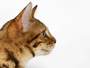 Close-up Bengal Cat at Profile view on White Background