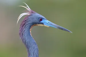 Close-up of a bird with blue feathers on a green background