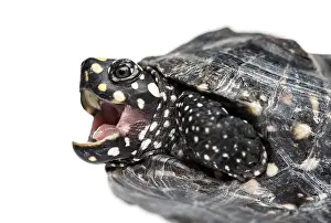 Close-up of a Black pond turtle mounth open