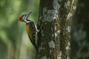 A close-up of a Black-rumped flameback (Dinopium benghalense) on a tree