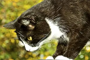 Close-up of a black and white cat with yellow eyes against a blurred green and yellow background