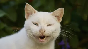 Close-up of a blinking white cat with open mouth
