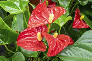 Close-up of a blooming evergreen anthurium plant with red flowers