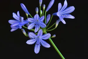 Close-up of the blossom of an ornamental lily or love flower (Agapanthus)