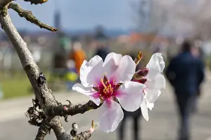 Close-up of a blossoming almond tree on the Almond Mile in Edenkoben (Palatinate)