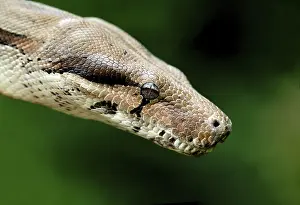 Close-up of a boa in the grass