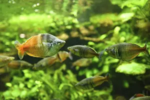 Close-up of Boeseman's rainbowfish (Melanotaenia boesemani)