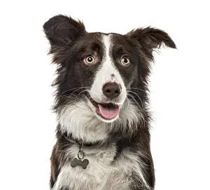 Close-up of a Border Collie, 15 months ols