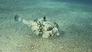 Close-up of Boxfish swims over sandy bottom