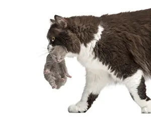 Framed Print : Close-up of a British Longhair carrying a one week old kitten