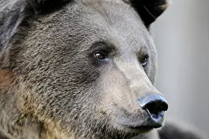 Close-up of a brown bear, showing facial features and fur