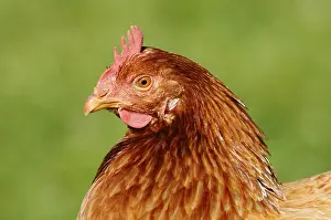 Close-up of a brown chicken head with green background