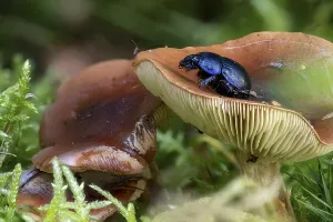 Close-up of a brown milk mushroom Lactarius between pine needles and moss with black beetle