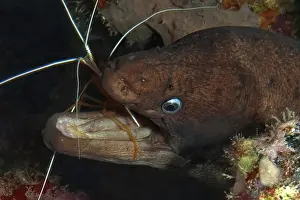Close-up of Brown moray eel (Gymnothorax unicolor) feeding on pacific cleaner shrimp (Lysmata grabhami)