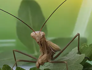 Close-up of a brown praying mantis sitting on a green leaf